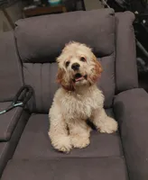 Buddy , a male Cocker Spaniel for sale in Chula Vista, CA – Photo 3 of 5