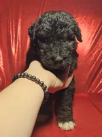 Gril 2, a female Bordoodle for sale in Columbia, SC – 2 of 2