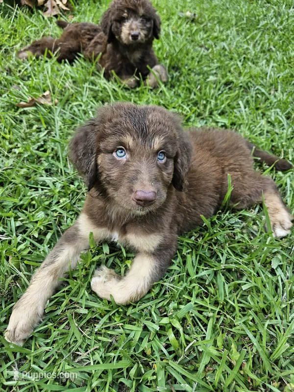 Boy 1 – Bordoodle puppy for sale in Columbia, SC