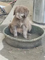 Girl 3, a female Bordoodle for sale in Columbia, SC – 5 of 8