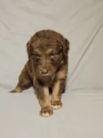 Boy 2, a male Bordoodle for sale in Columbia, SC – 2 of 2