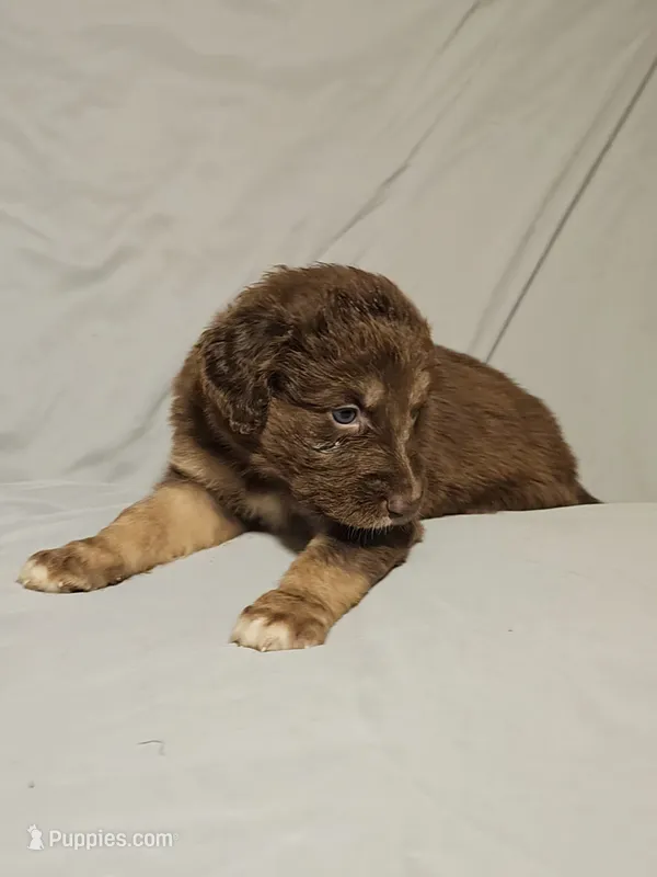 Boy 2 – Bordoodle puppy for sale in Columbia, SC