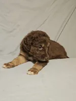 Boy 2, a male Bordoodle for sale in Columbia, SC – 1 of 2