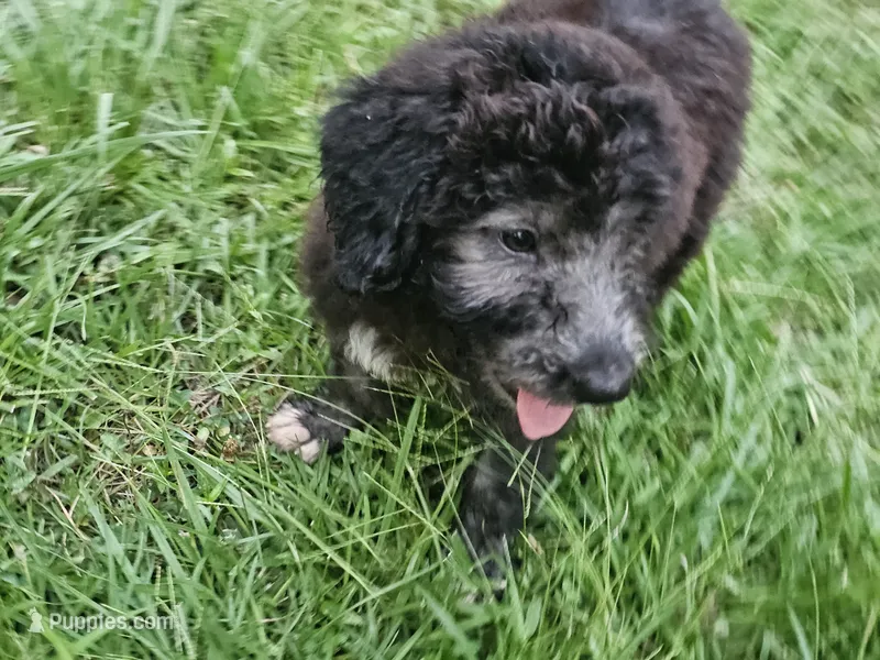 Girl 2 – Bordoodle puppy for sale in Columbia, SC