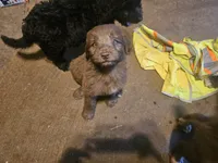 Girl 3, a female Bordoodle for sale in Columbia, SC – 3 of 8