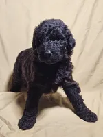 Girl 1, a female Bordoodle for sale in Columbia, SC – 2 of 2
