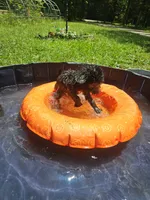 Girl 2, a female Bordoodle for sale in Columbia, SC – 3 of 7