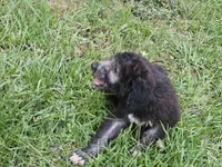 Girl 2, a female Bordoodle for sale in Columbia, SC – 5 of 7