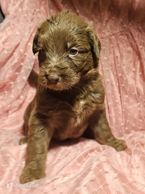 Girl 3 – Bordoodle puppy for sale in Columbia, SC