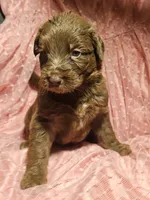 Girl 3, a female Bordoodle for sale in Columbia, SC – 1 of 2