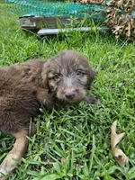 Girl 3, a female Bordoodle for sale in Columbia, SC – 2 of 8