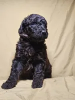 Girl 1, a female Bordoodle for sale in Columbia, SC – 1 of 2