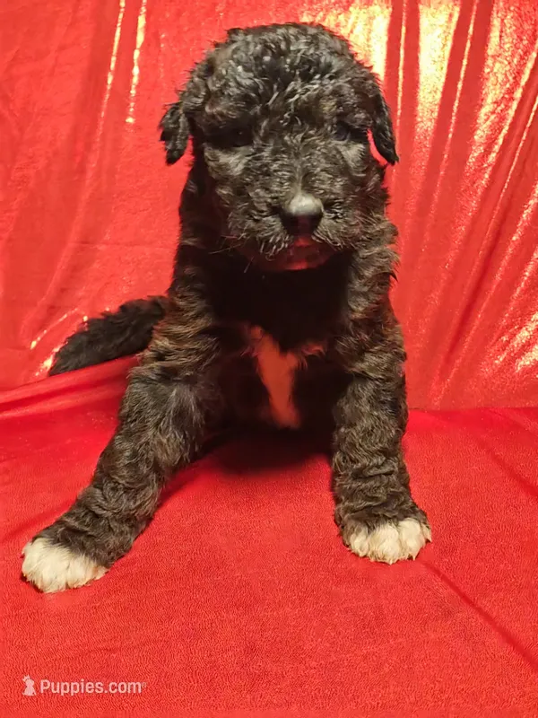 Gril 2 – Bordoodle puppy for sale in Columbia, SC