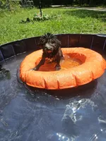 Girl 2, a female Bordoodle for sale in Columbia, SC – 4 of 7