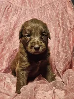 Girl 3, a female Bordoodle for sale in Columbia, SC – 2 of 2