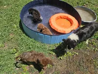 Girl 3, a female Bordoodle for sale in Columbia, SC – 6 of 8