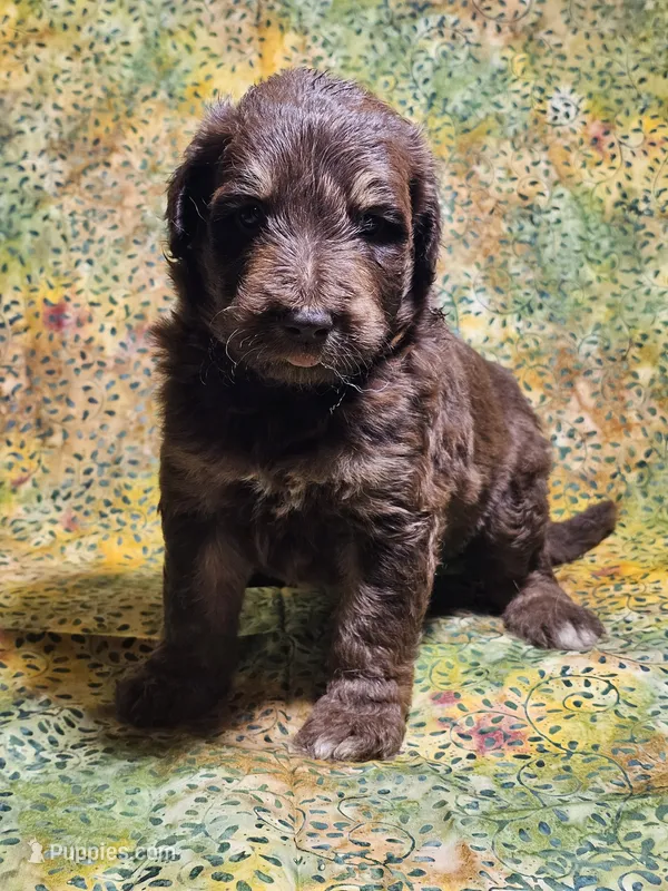 Boy 1 – Bordoodle puppy for sale in Columbia, SC