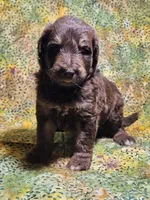 Boy 1, a male Bordoodle for sale in Columbia, SC – 1 of 2