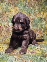 Boy 1, a male Bordoodle for sale in Columbia, SC – 2 of 2