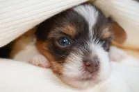 Maya, a female Biewer for sale in Corona, CA – Photo 2 of 3