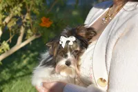 Jazz, a male Yorkshire Terrier for sale in Corona, CA – Photo 4 of 5