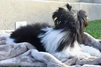 Jazz, a male Yorkshire Terrier for sale in Corona, CA – Photo 2 of 5