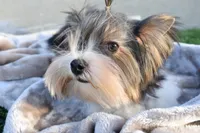Jazz, a male Yorkshire Terrier for sale in Corona, CA – Photo 5 of 5