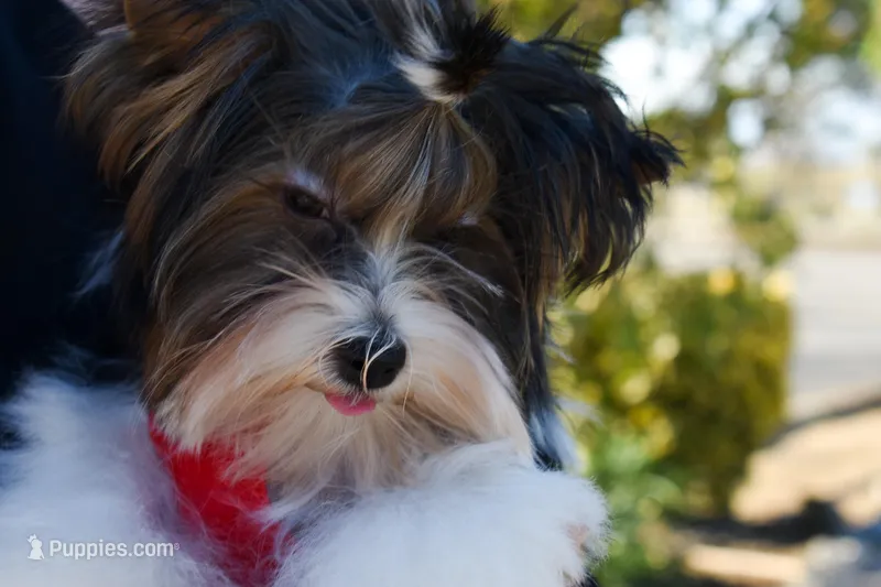 Jazz – Yorkshire Terrier puppy for sale in Corona, CA