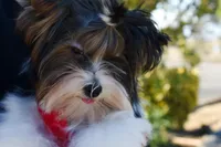 Jazz, a male Yorkshire Terrier for sale in Corona, CA – Photo 3 of 5