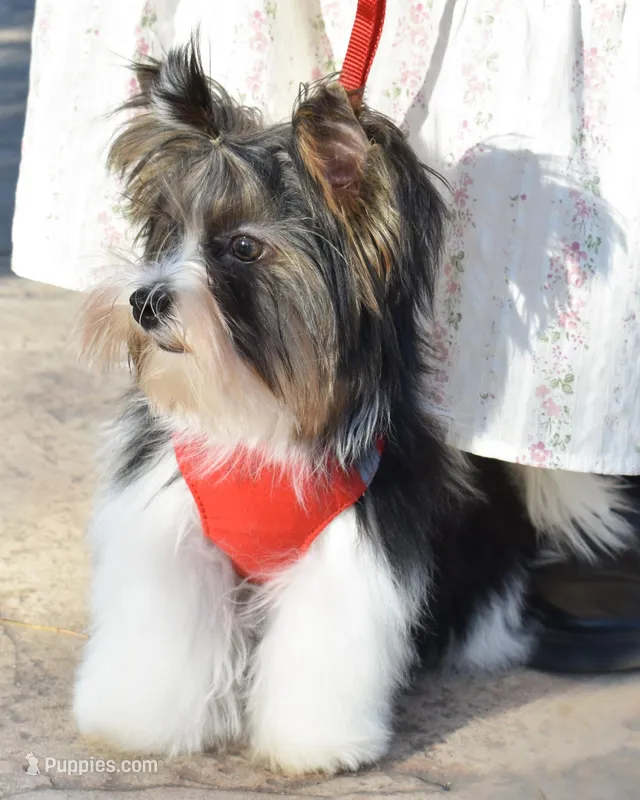 Jazz, a male Yorkshire Terrier for sale in Corona, CA – Photo 1 of 5