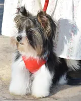 Jazz, a male Yorkshire Terrier for sale in Corona, CA – Photo 1 of 5