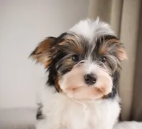 Lumi, a male Biewer for sale in Corona, CA – Photo 3 of 3