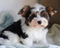 Lumière , a male Biewer for sale in Corona, CA – Photo 2 of 3