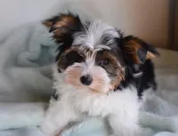 Lumière , a male Biewer for sale in Corona, CA – Photo 1 of 3