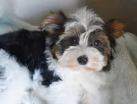 Lumière , a male Biewer for sale in Corona, CA – Photo 3 of 3