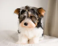 Lumi, a male Biewer for sale in Corona, CA – Photo 2 of 3