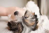 Lumi, a male Biewer for sale in Corona, CA – Photo 1 of 3