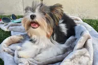 Jazz, a male Yorkshire Terrier for sale in Corona, CA – Photo 3 of 4