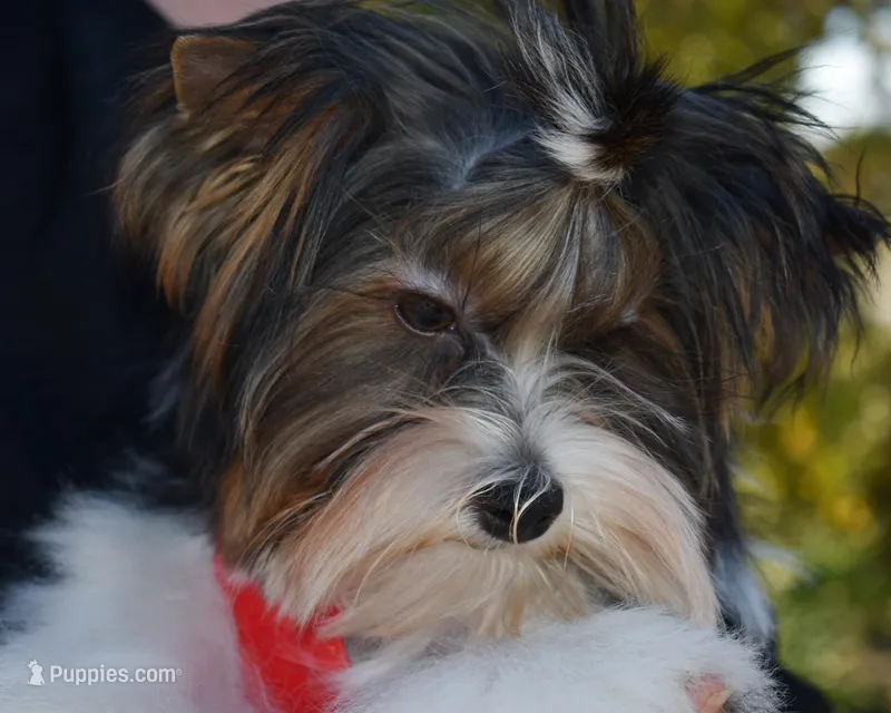 Jazz – Yorkshire Terrier puppy for sale in Corona, CA