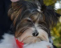 Jazz, a male Yorkshire Terrier for sale in Corona, CA – Photo 2 of 4