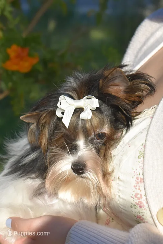 Jazz, a male Yorkshire Terrier for sale in Corona, CA – Photo 1 of 4