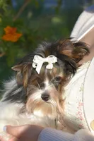 Jazz, a male Yorkshire Terrier for sale in Corona, CA – Photo 1 of 4