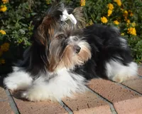 Jazz, a male Yorkshire Terrier for sale in Corona, CA – Photo 4 of 4