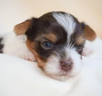 Maya, a female Yorkshire Terrier for sale in Corona, CA – Photo 1 of 2