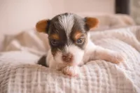 Maya, a female Yorkshire Terrier for sale in Corona, CA – Photo 2 of 2