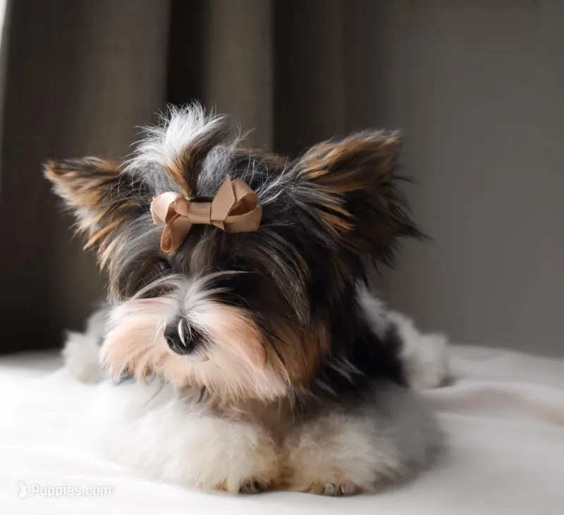 Jazz, a male Yorkshire Terrier for sale in Corona, CA – Photo 1 of 1