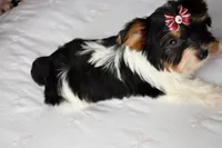 Kira, a female Biewer for sale in Corona, CA – Photo 4 of 5