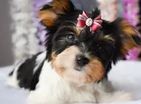 Kira, a female Biewer for sale in Corona, CA – Photo 1 of 5