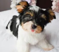 Kira, a female Biewer for sale in Corona, CA – Photo 3 of 5