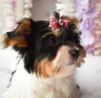 Kira, a female Biewer for sale in Corona, CA – Photo 2 of 5